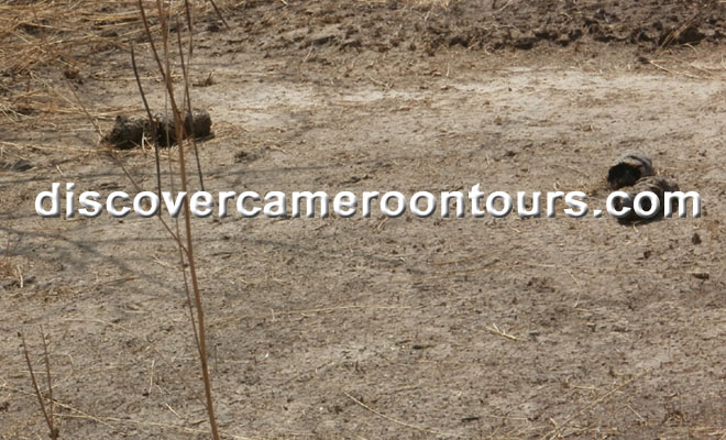 Cameroon Trip 13