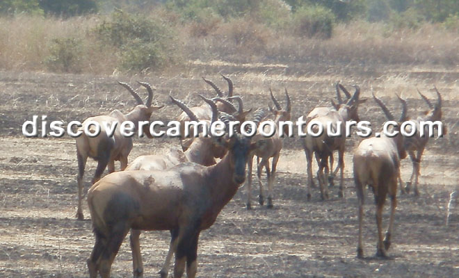 Cameroon Trip 14