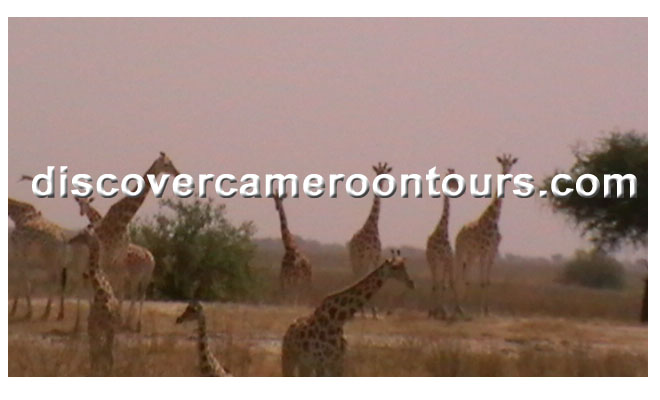 Cameroon Trip 16