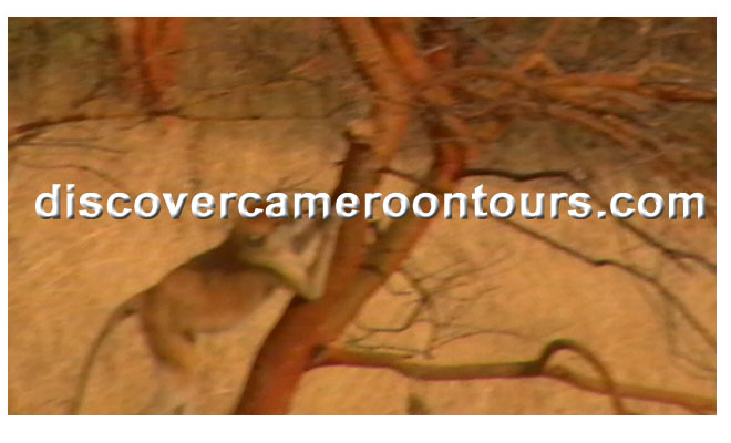Cameroon Trip 17