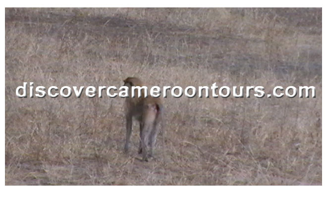 Cameroon Trip 18