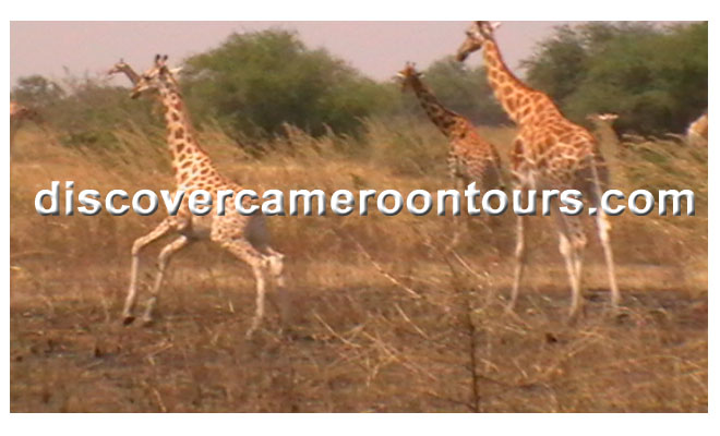 Cameroon Trip 20