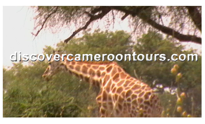 Cameroon Trip 21