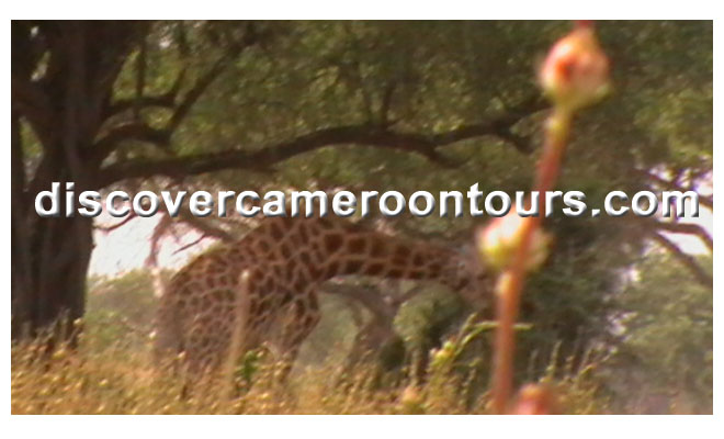 Cameroon Trip 22