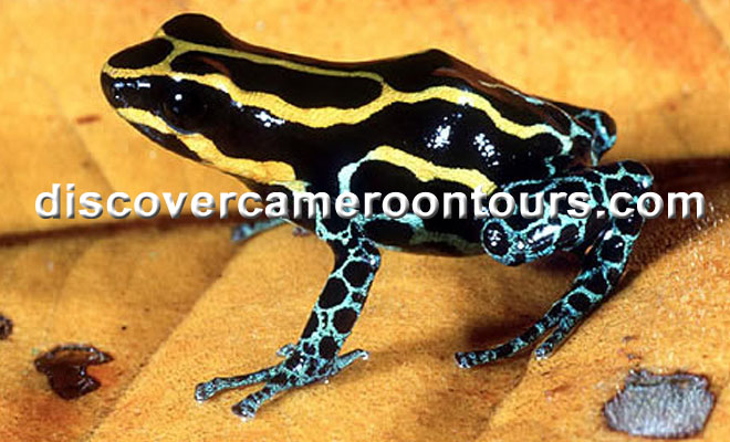 Cameroon Trip 24