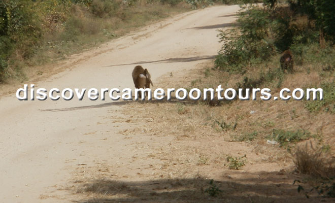 Cameroon Trip 31