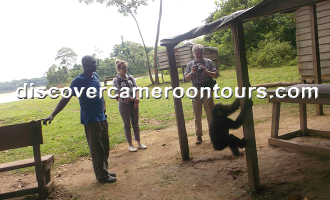 Chimpanzee at a wildlife sanctuary