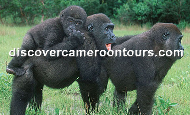 Gorillas