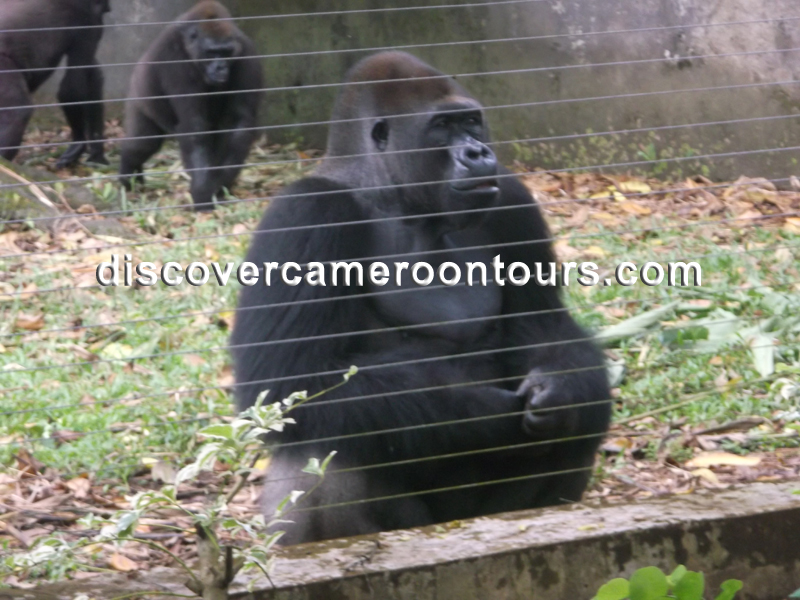 Gorilla at the Limbe Wildlife Center