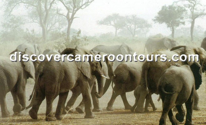 Savana Elephants