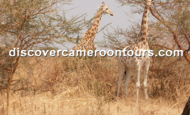 The Savana - Safari Tour