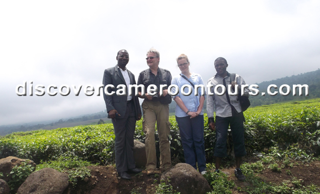 Tea Plantation 3