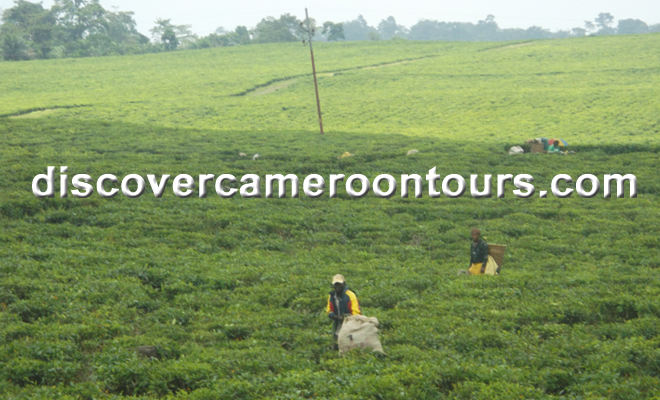 Tea plantation workers in the field