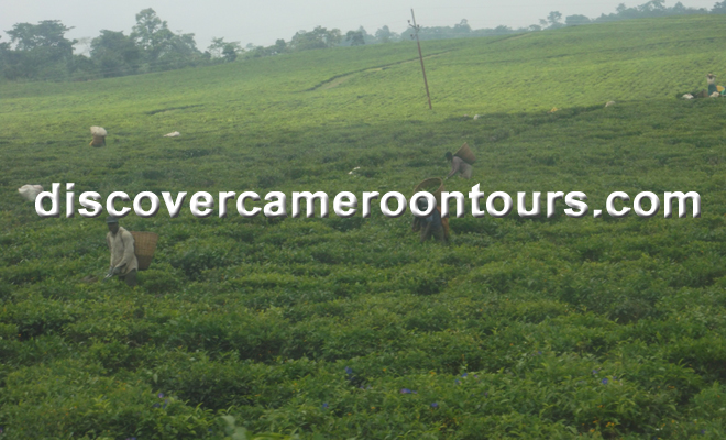 The Cameroon Budget Tour